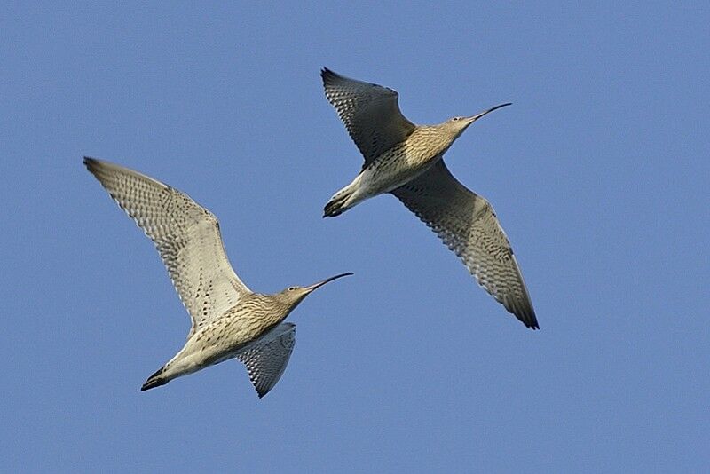 Eurasian Curlewadult post breeding