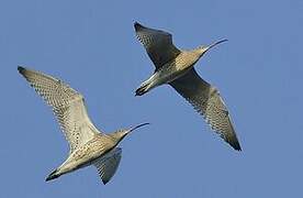 Eurasian Curlew