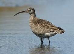 Eurasian Whimbrel