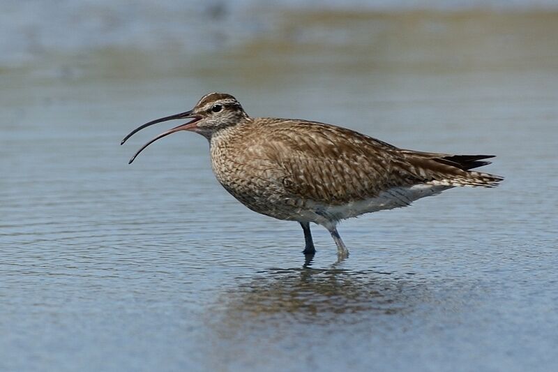 Eurasian Whimbreladult post breeding