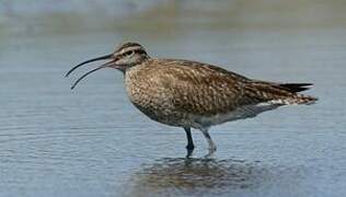 Eurasian Whimbrel