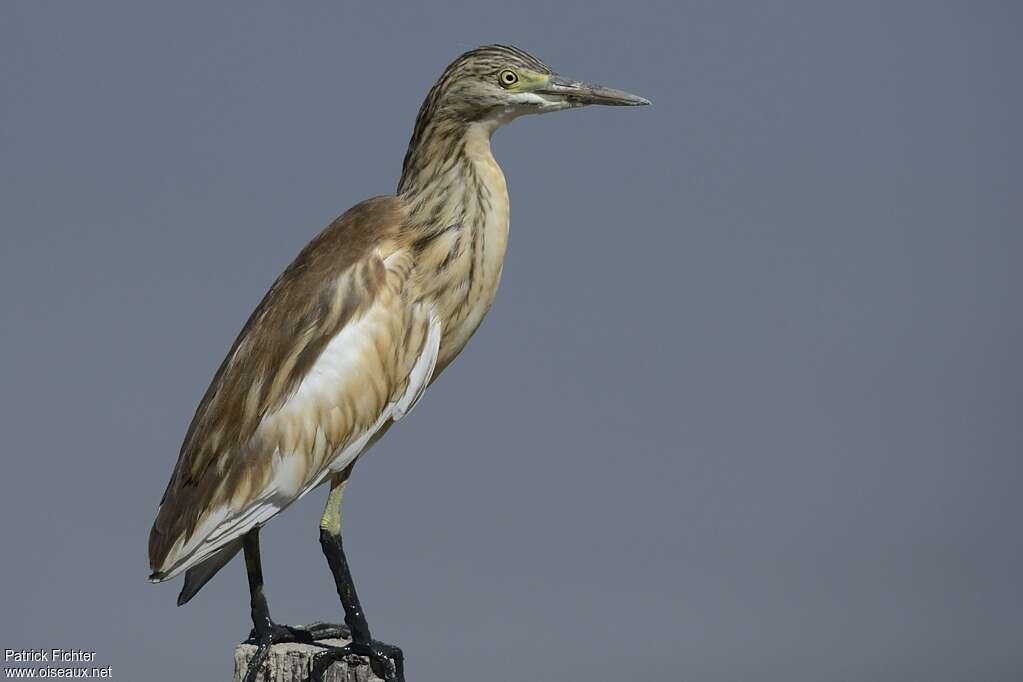 Squacco Heronjuvenile, identification