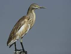 Squacco Heron