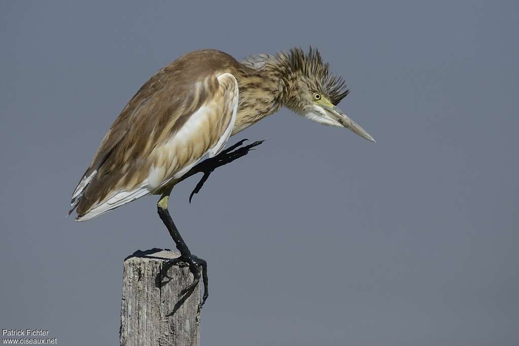 Squacco Heronadult post breeding, care, Behaviour