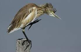 Squacco Heron