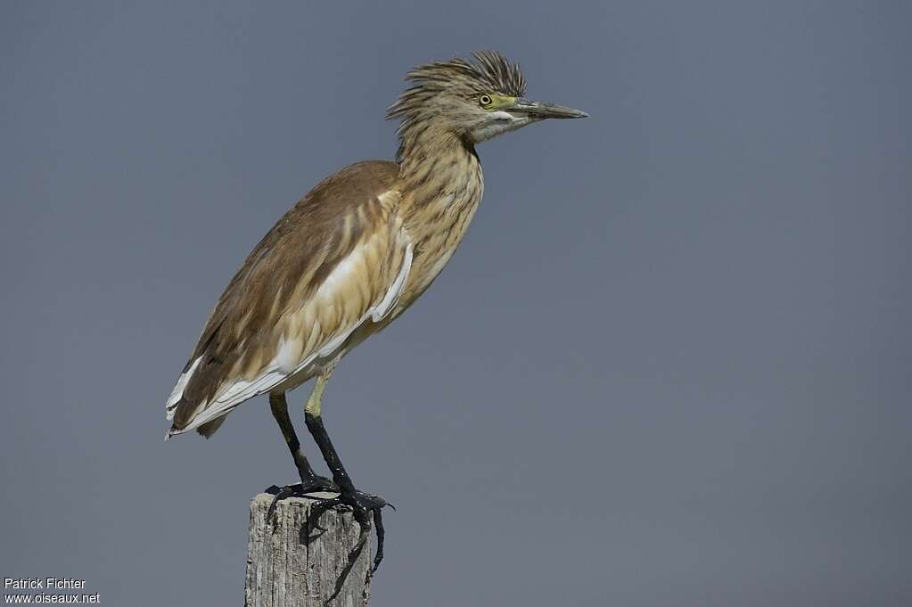 Crabier chevelu1ère année, identification