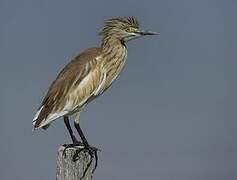 Squacco Heron