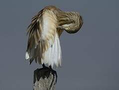 Squacco Heron