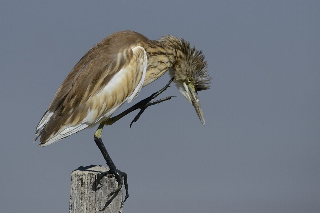 Squacco Heronadult post breeding