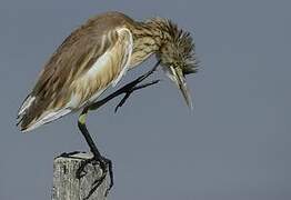 Squacco Heron