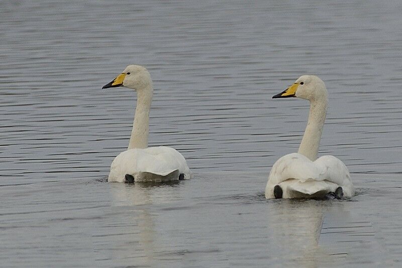 Cygne chanteuradulte internuptial