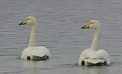 Cygne chanteur