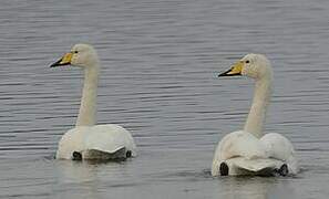 Whooper Swan