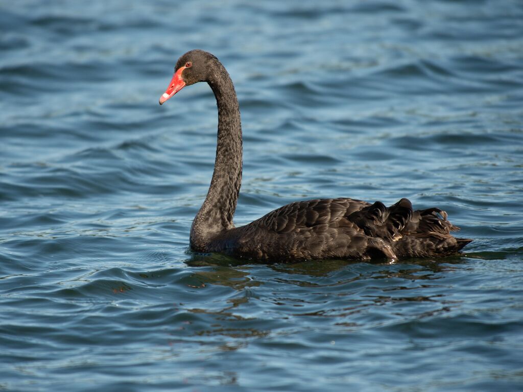 Black Swanadult post breeding, identification