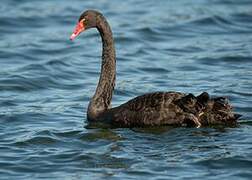 Cygne noir