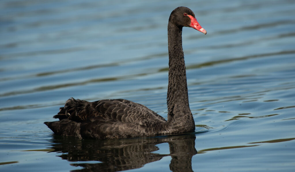 Black Swanadult breeding, identification