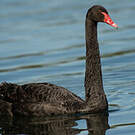 Cygne noir