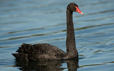 Cygne noir