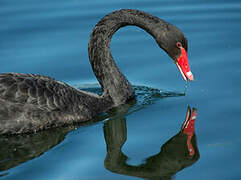 Black Swan