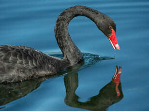 Cygne noir