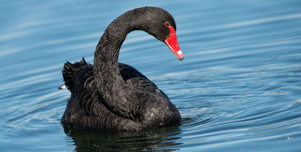 Black Swanadult breeding, identification