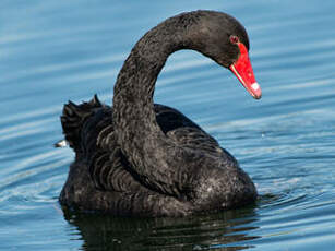 Cygne noir