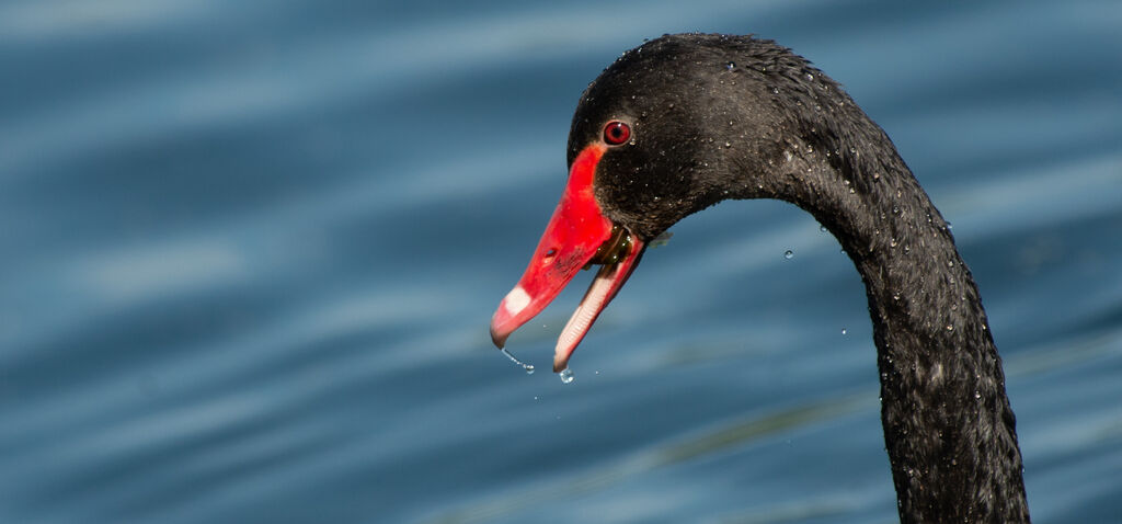 Black Swanadult breeding, close-up portrait