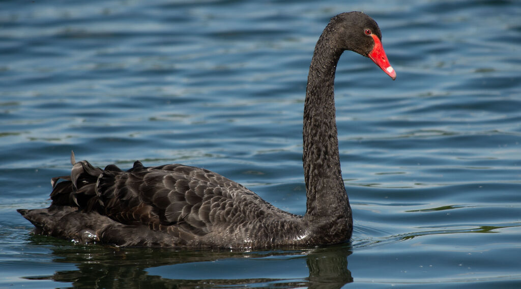 Cygne noiradulte nuptial, identification