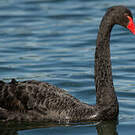 Cygne noir
