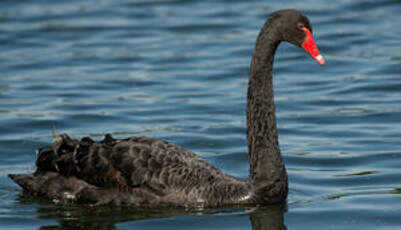 Cygne noir