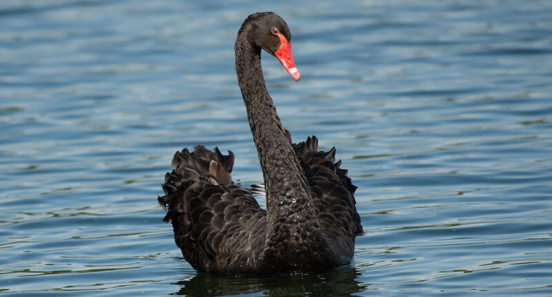 Black Swanadult breeding, swimming