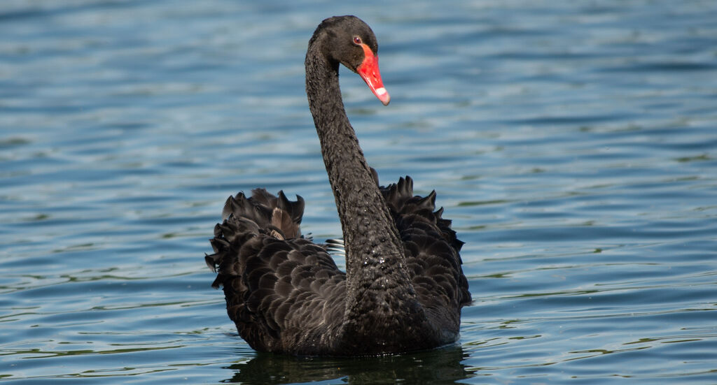 Cygne noiradulte nuptial, nage