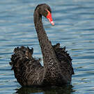 Cygne noir