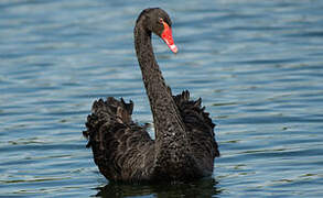 Black Swan