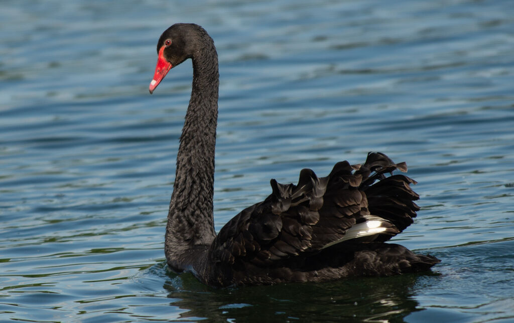 Cygne noiradulte nuptial, composition