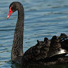 Cygne noir