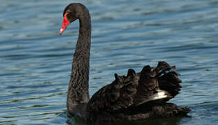 Black Swan