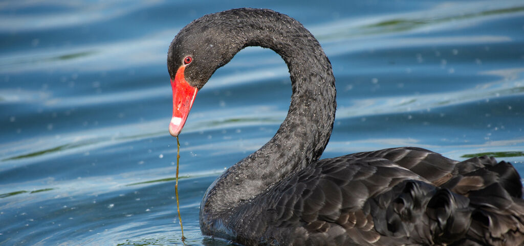 Black Swanadult, close-up portrait