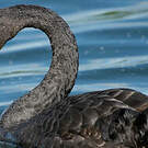Cygne noir