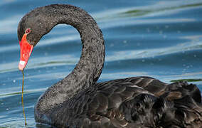 Black Swan