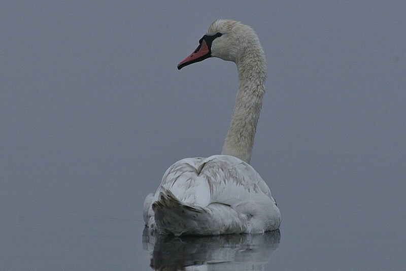 Mute Swan female adult