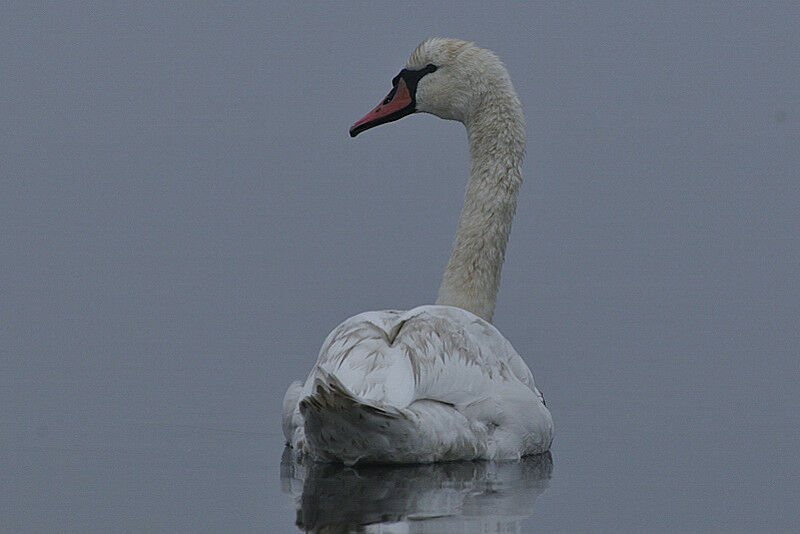 Cygne tuberculé femelle adulte