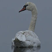 Mute Swan