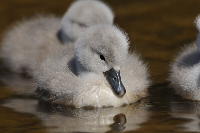 Cygne tuberculéjuvénile