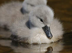 Cygne tuberculé