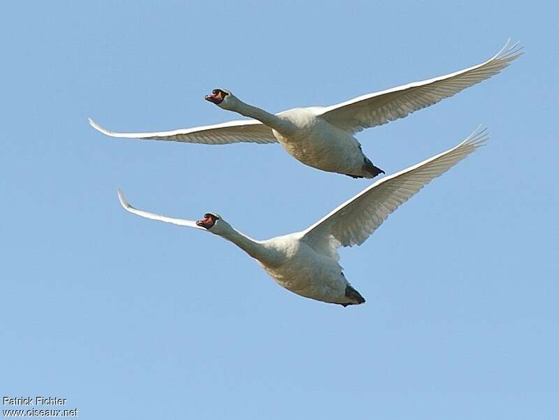 Cygne tuberculé mâle adulte, Vol