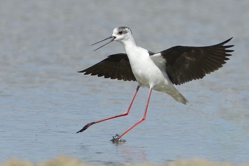 Black-winged Stiltadult, Reproduction-nesting