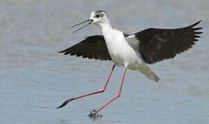 Black-winged Stilt