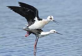 Black-winged Stilt