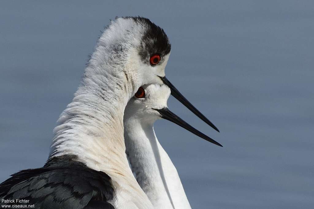 Black-winged Stiltadult breeding, mating., Behaviour